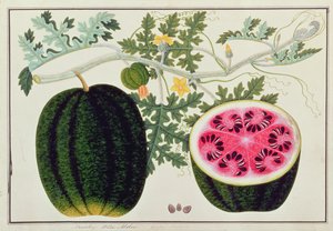 Mindikay o Sandía, de Dibujos de Plantas de Malaca, c.1805-18 de Chinese School